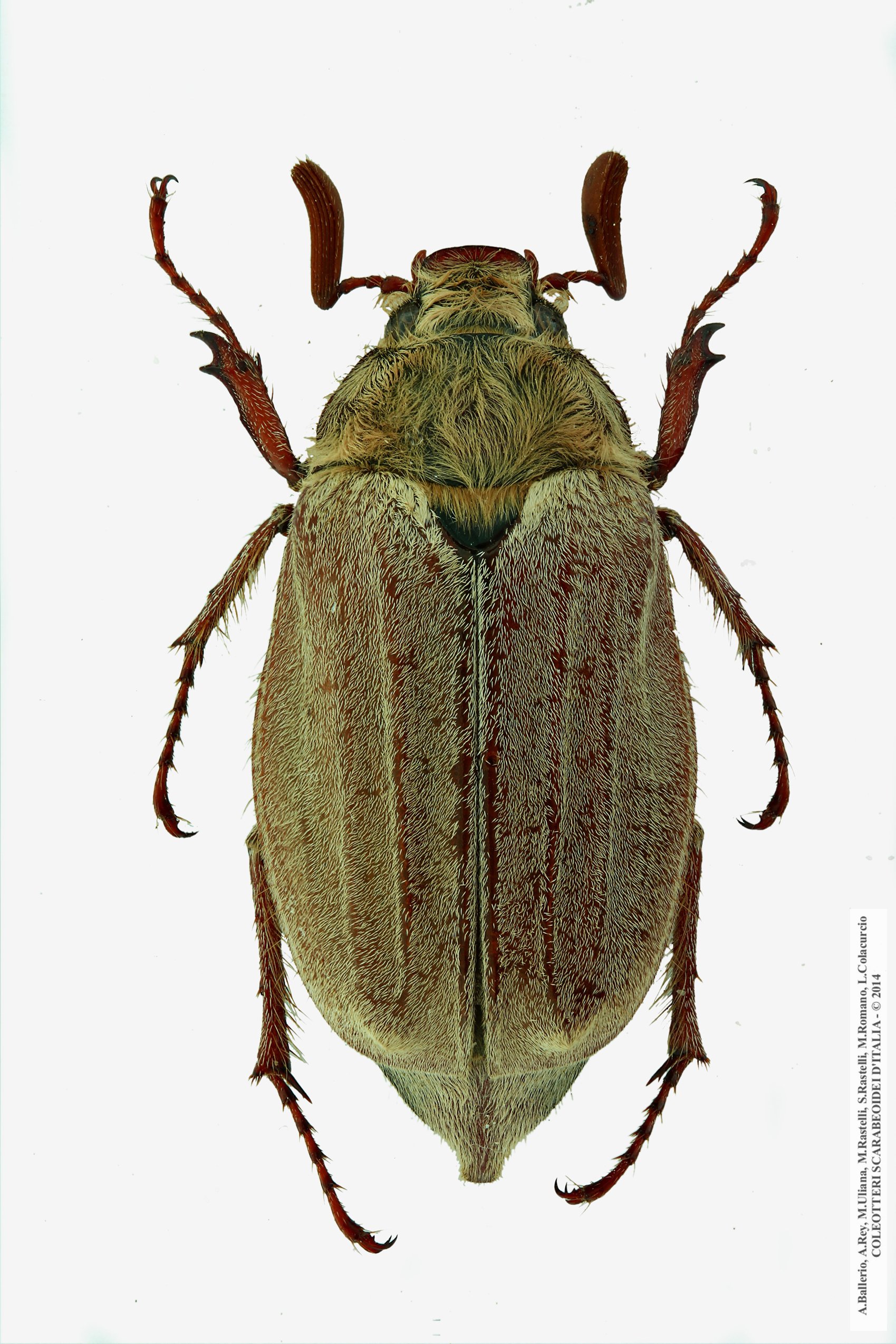 Melolontha pectoralis, maschio